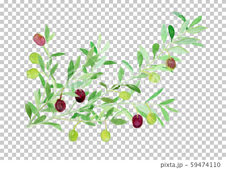 Olea europaea オリーブの枝 Olea europaea オリーブの枝 59474110