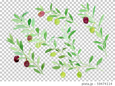 Olea europaea olive 59474114