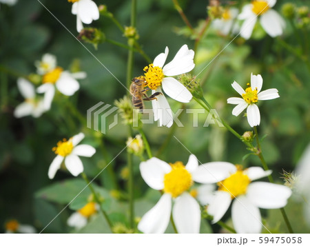 ミツバチ 59475058