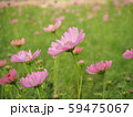 コスモス 59475067
