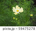 一輪のコスモス 59475278