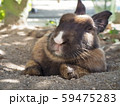 お昼寝うさぎ 59475283