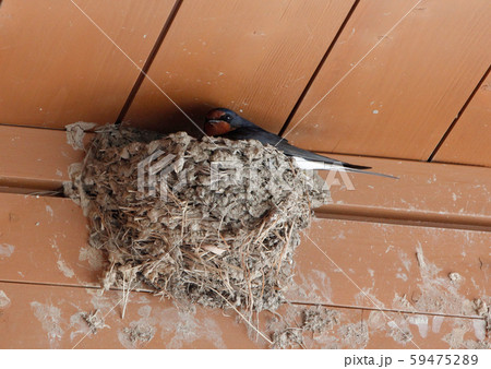 ツバメ ツバメ 59475289