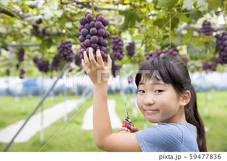 ぶどう狩りをする女の子 59477836