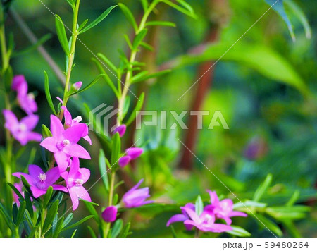 サザンクロスC 59480264