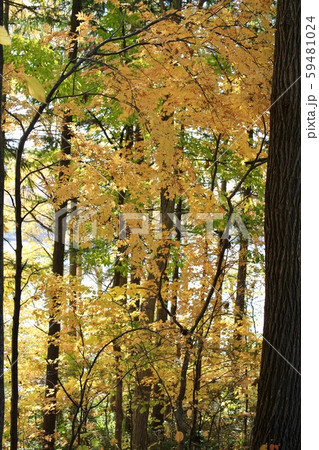 黄色に紅葉した公園の林　秋の公園 59481024