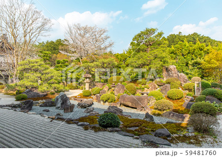 妙満寺 - 桜 妙満寺 - 桜 59481760