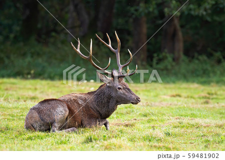 Wild deer covered in mud lying on the ground in wilderness. 59481902