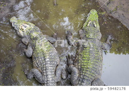 Crocodile in the swamp. 59482176