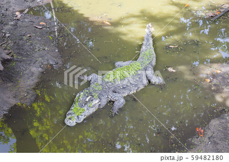 Crocodile in the swamp. Crocodile in the swamp. 59482180