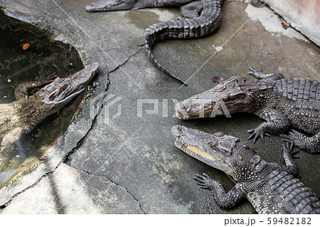 Crocodile in farm. 59482182