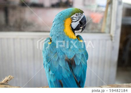 Macaw parrots that are staring. Macaw parrots that are staring. 59482184