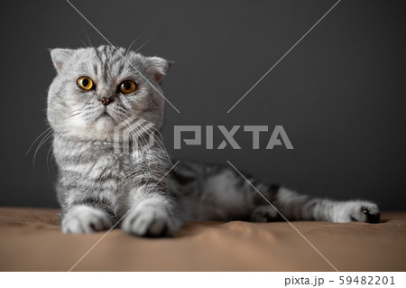 So cute of scottish fold cat. 59482201