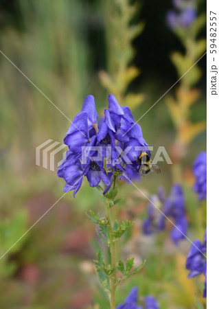 Variegated monkshood 59482557