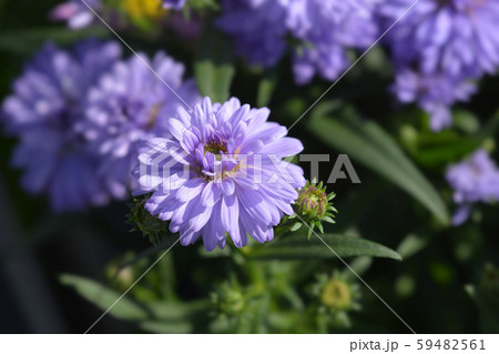 Michelmas daisy Starletta 59482561