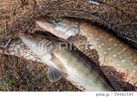 Freshwater zander and pike fish. Freshwater zander 59482595