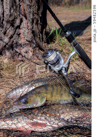 Freshwater zander fish. Freshwater zander fish and 59482596