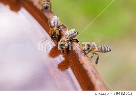 Close up of bee drink water on the brown vintage Close up of bee drink water on the brown vintage 59482612