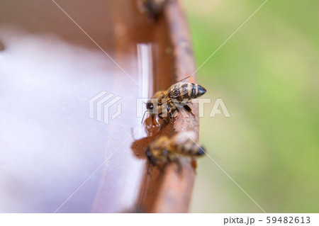 Close up of bee drink water on the brown vintage Close up of bee drink water on the brown vintage 59482613