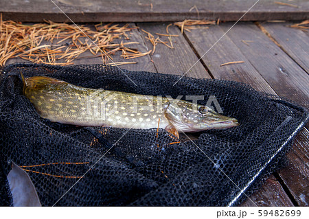 Freshwater pike and fishing equipment lies on 59482699