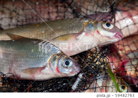Two freshwater white bream or silver bream on 59482763