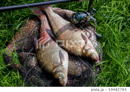 Two big freshwater common bream fish and fishing Two big freshwater common bream fish and fishing 59482765