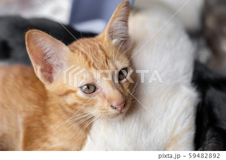 Kittens that are sucking milk. 59482892