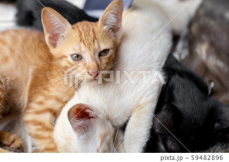 Kittens that are sucking milk. Kittens that are sucking milk. 59482896