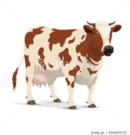 Cow Farm Animal White And Brown Heifer Cattleのイラスト素材