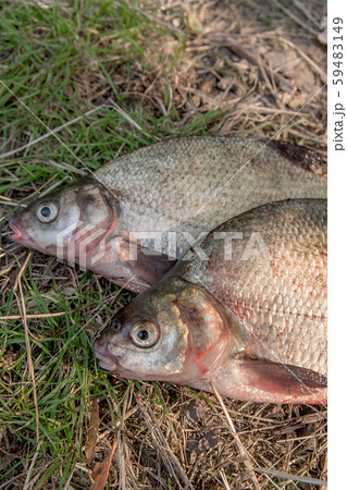 Several common bream fish on green grass. Catching Several common bream fish on green grass. Catching 59483149