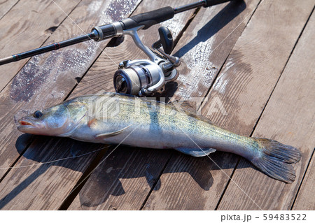 Freshwater zander and fishing equipment lies on Freshwater zander and fishing equipment lies on 59483522