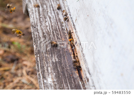Swarming bees at the entrance of white beehive in Swarming bees at the entrance of white beehive in 59483550