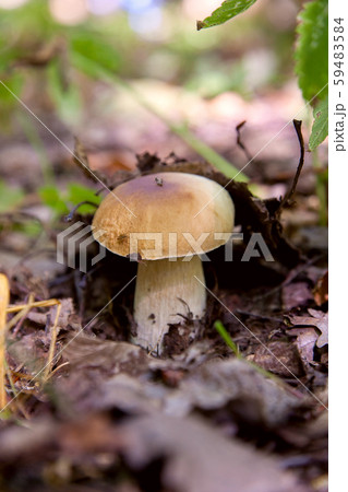 Boletus mushroom in the wild. Porcini mushroom Boletus mushroom in the wild. Porcini mushroom 59483584