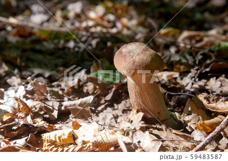 Boletus mushroom in the wild. Porcini mushroom Boletus mushroom in the wild. Porcini mushroom 59483587