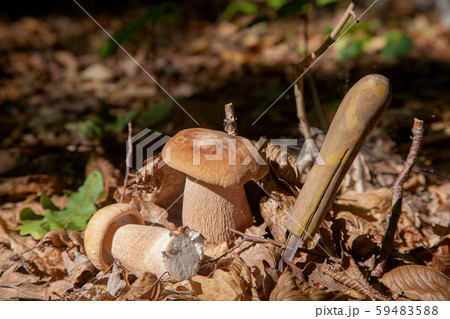 Two boletus mushroom in the wild. Porcini mushroom Two boletus mushroom in the wild. Porcini mushroom 59483588