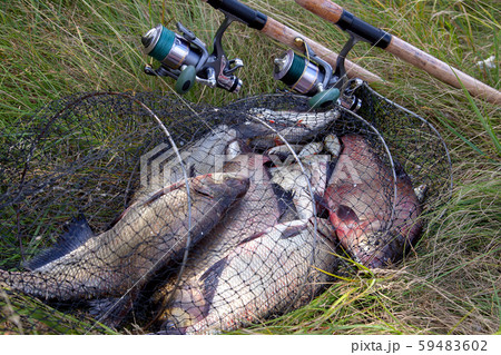 Keepnet with big freshwater common breams fish and Keepnet with big freshwater common breams fish and 59483602