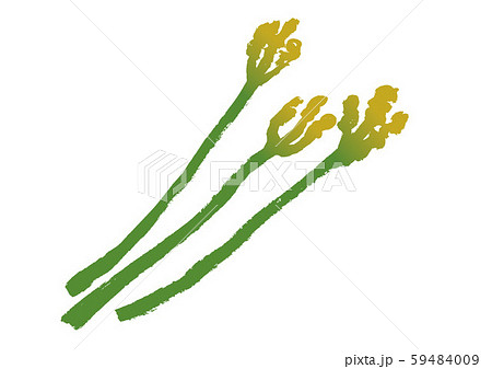 わらび　水彩画 59484009