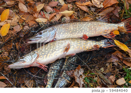 Freshwater pike fish. Two freshwater pike fish Freshwater pike fish. Two freshwater pike fish 59484040