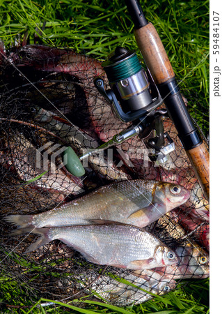 Fishing Concept. Freshwater Fish And Fishing Rods With Reels On