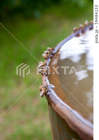 Bees drinking water in hot summer day.. Bees drinking water in hot summer day.. 59484133