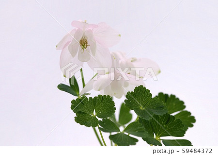 薄い桃色のミヤマオダマキ 山野草 薄い桃色のミヤマオダマキ 山野草 59484372