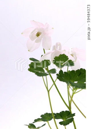 薄い桃色のミヤマオダマキ 山野草 薄い桃色のミヤマオダマキ 山野草 59484373