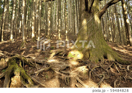 武甲山の表参道の森 武甲山の表参道の森 59484828