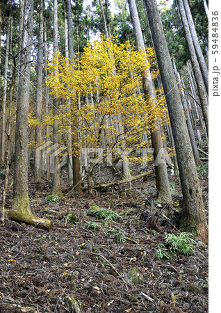 武甲山の紅葉 武甲山の紅葉 59484836