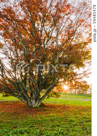 夕日と七色大カエデ:秋    北安曇郡池田町 夕日と七色大カエデ:秋    北安曇郡池田町 59485478
