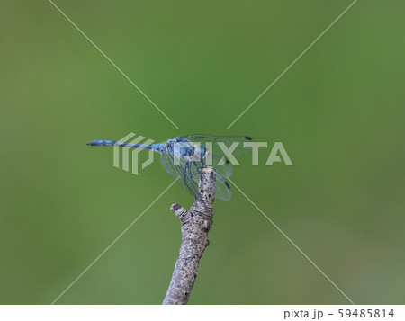 ナニワトンボ 59485814