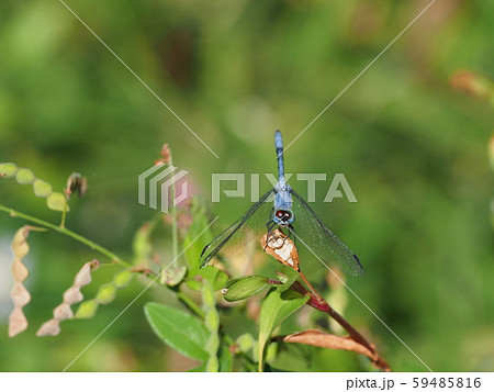 ナニワトンボ ナニワトンボ 59485816
