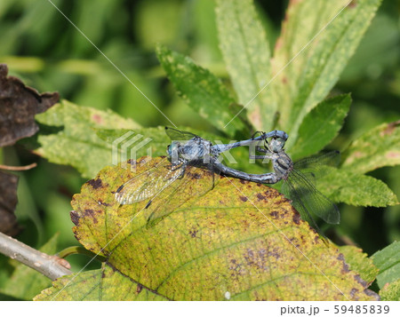 ナニワトンボ ナニワトンボ 59485839
