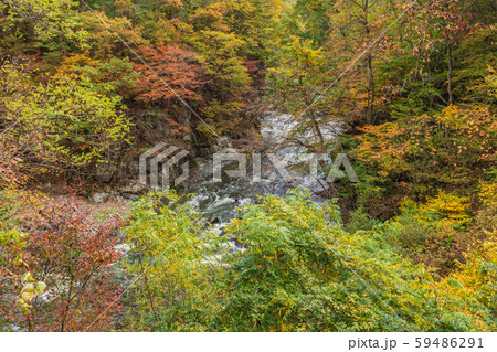 秋の湯瀬渓谷 59486291