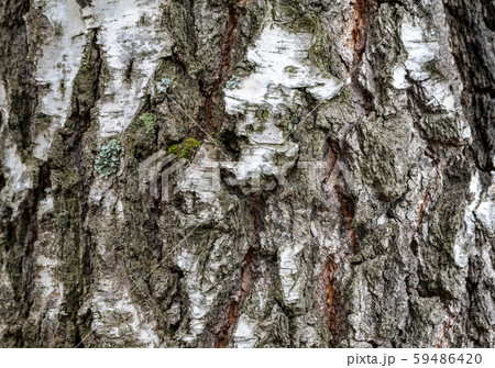 The texture of the birch bark. The texture of the birch bark. 59486420